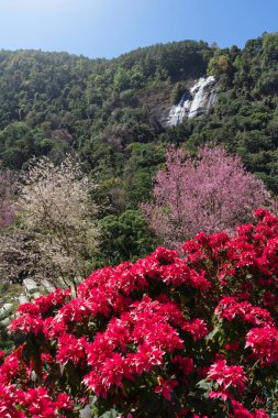 Chiang Mai, Tayland 'da çiçek açan Siriphum şelalesi..