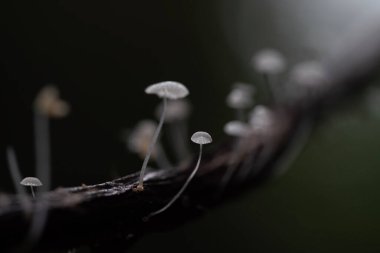 Doğanın Arkaplanı İçin Tropik Yağmur Ormanlarında Mantarlar.