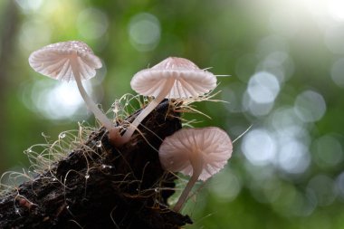 Doğanın Arkaplanı İçin Tropik Yağmur Ormanlarında Mantarlar.