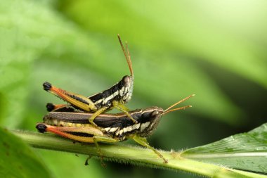 Tayland ve Güneydoğu Asya 'daki Çekirge Böceği.