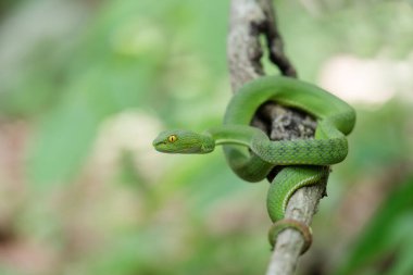 Tayland ve Güneydoğu Asya 'da Büyük Gözlü Yeşil Çukur Yılanı.