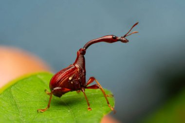 Tayland ve Güneydoğu Asya 'daki Zürafa Buğday Böceği Böceği.