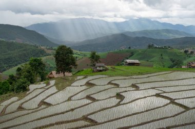 Beautiful landscape nature green Terraced Rice Field at Pa Pong Pieng in Mae Chaem, Chiang Mai, Thailand. clipart