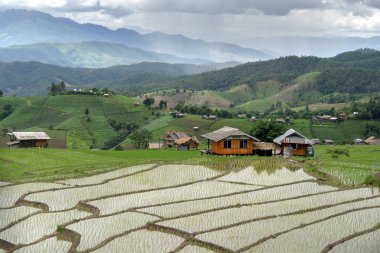 Beautiful landscape nature green Terraced Rice Field at Pa Pong Pieng in Mae Chaem, Chiang Mai, Thailand. clipart