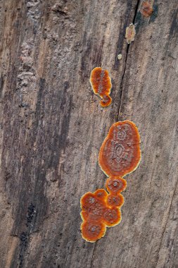 arka plan için ahşap dokusunu kapatın.