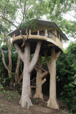 THAILAND - CHIANG MAI, 6 Ağustos 2024: Tayland, Chiang Mai bahçesindeki ağaçta bir ev..