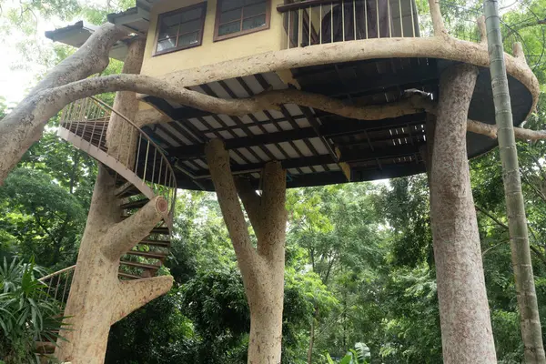THAILAND - CHIANG MAI, 6 Ağustos 2024: Tayland, Chiang Mai bahçesindeki ağaçta bir ev..