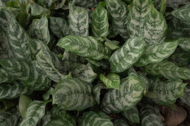 Doğa Arkaplanı için Yeşil Yapraklar bitki deseni.