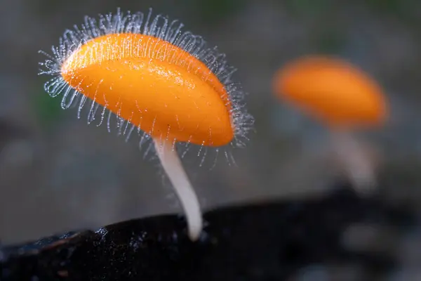 stock image Cookeina tricholoma Mushroom plant in Tropical Rainforest.