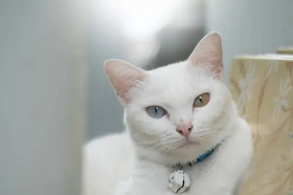Khao Manee Cat 'in doğanın arka planında iki elmas rengi var..