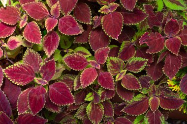 Renkli yapraklar doğa için bitki deseni.