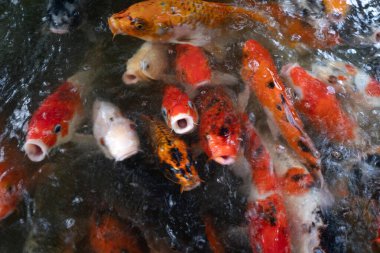 Koi ya da Sazan Balığı, doğanın arka planında yiyecek için bekliyor.. 