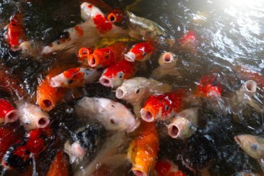 Koi ya da Sazan Balığı, doğanın arka planında yiyecek için bekliyor.. 