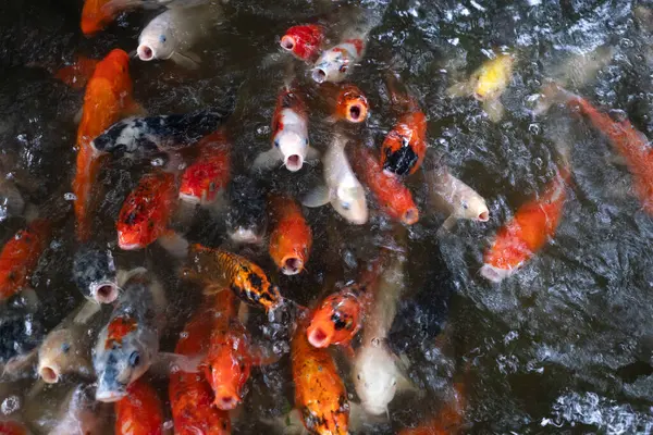 stock image Koi or Carp Fishes waiting for feeding food on top view in nature background. 