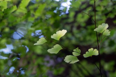 Güzel eğrelti otları, doğa için bitki desenleri bırakır..