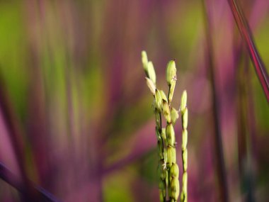 Pembe Leydi Rice, Tayland ve Güneydoğu Asya 'da yeni türler için gıda bitkileri yetiştiriyor..