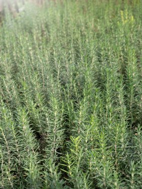 Doğada biberiye bitkileri.