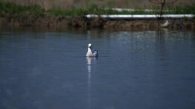 Tayland ve Güneydoğu Asya 'da martı göçmen kuşları..