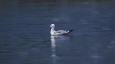 Tayland ve Güneydoğu Asya 'da martı göçmen kuşları..