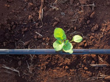 Yerde büyüyen sebze tohumları borularda akan su sistemiyle donatılmış.