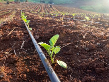 Seedlings of vegetable plants growing on the ground Equipped with a system for running water in pipes clipart