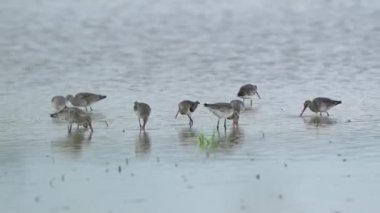 Doğu Kara Kuyruklu Godwit göçmen kuşları Tayland ve Güneydoğu Asya 'da.