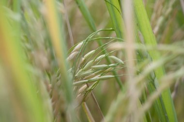 Doğa geçmişi için çeltik tarlasında pirinç filizleri.