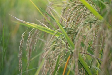 Doğa geçmişi için çeltik tarlasında pirinç filizleri.