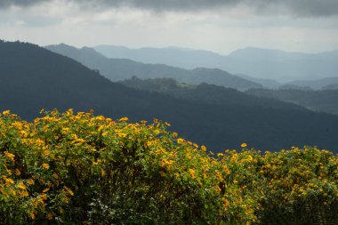 Thung Dok Bua Tong ya da Vahşi Meksika Ayçiçeği tarlaları Doi Khun Yuam, Mae Hong Son, Tayland.