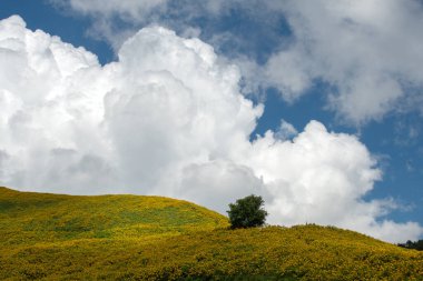 Thung Dok Bua Tong ya da Vahşi Meksika Ayçiçeği tarlaları Doi Khun Yuam, Mae Hong Son, Tayland.