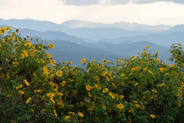 Thung Dok Bua Tong ya da Vahşi Meksika Ayçiçeği tarlaları Doi Khun Yuam, Mae Hong Son, Tayland.