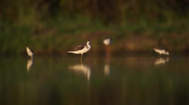 Tayland ve Güneydoğu Asya 'da yaygın Greenshank göçmen kuşları.