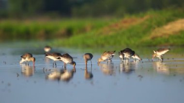 Doğu Kara Kuyruklu Godwit göçmen kuşları Tayland ve Güneydoğu Asya 'da.
