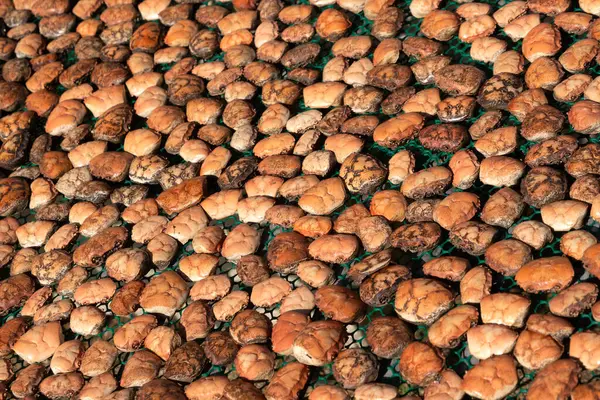 Yengeç kabuğu kalıbı yemek kabı olarak kullanılacak.