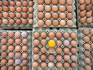 Tepside veya yumurta kutusunda organik tavuk yumurtası yüksek protein içerir ve sağlık için önemlidir..