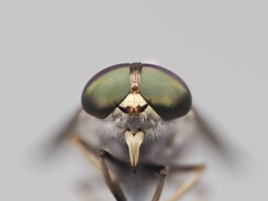 Stabil Sinek ya da At Sineği Böceği, Tayland ve Güneydoğu Asya 'da Tabanidae