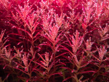 Akvaryumlar için güzel su bitkileri.