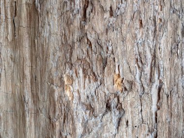 Doğa geçmişi için ahşap deseni ve dokuyu kapat.