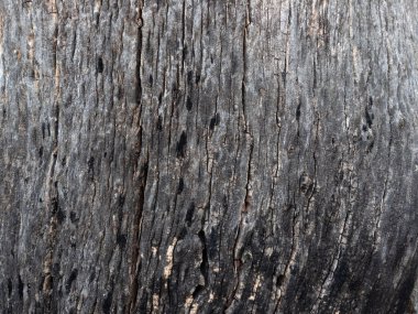 Doğa geçmişi için ahşap deseni ve dokuyu kapat.