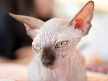 Arka planda sfenks kedisinin portresi. 