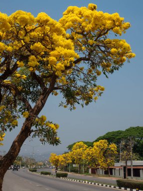CHIANG MAI, THAILAND 15 Mart 2025: Tayland yazında Ratchaphruek Yolu sarı çiçeklerle dolu