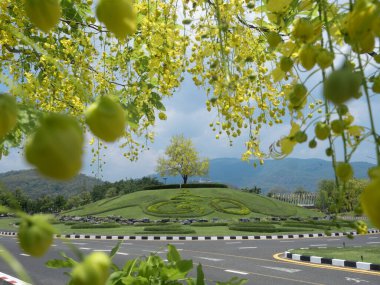 Chiang Mai 'deki Ratchaphruek Flora Bahçesinde açan sarı altın duş ağaçları..