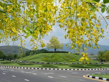 Chiang Mai 'deki Ratchaphruek Flora Bahçesinde açan sarı altın duş ağaçları..
