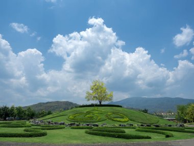 Chiang Mai 'deki Ratchaphruek Flora Bahçesinde açan sarı altın duş ağaçları..