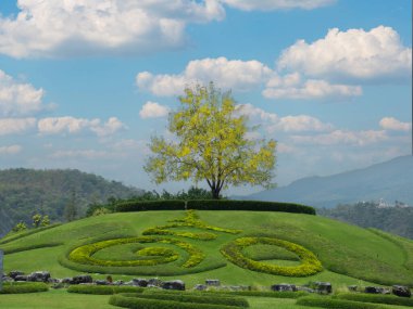 Chiang Mai 'deki Ratchaphruek Flora Bahçesinde açan sarı altın duş ağaçları..