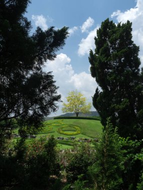 Chiang Mai 'deki Ratchaphruek Flora Bahçesinde açan sarı altın duş ağaçları..