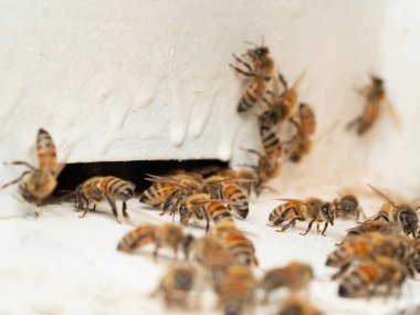 Doğal bir çiftlikteki arı kovanındaki arılar