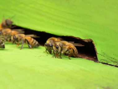 Doğal bir çiftlikteki arı kovanındaki arılar