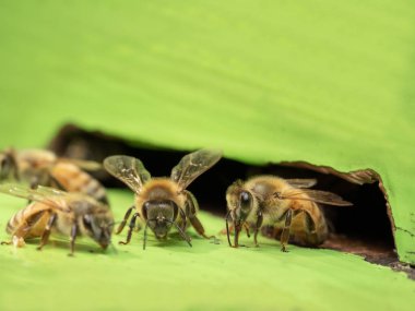 Doğal bir çiftlikteki arı kovanındaki arılar