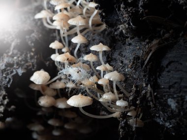 Tropikal yağmur ormanlarında mantar, doğa geçmişi için..